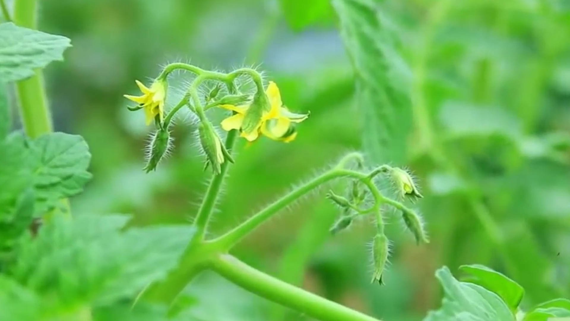 該死的“重茬”怎么辦？來看看咋解決