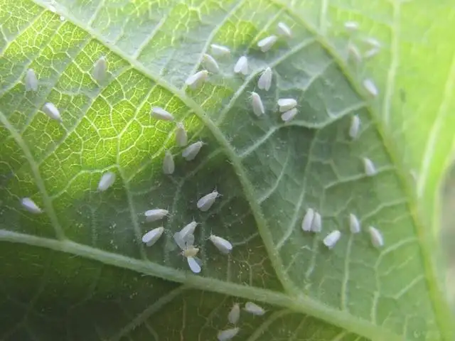 白粉虱，推薦五種防治方法！