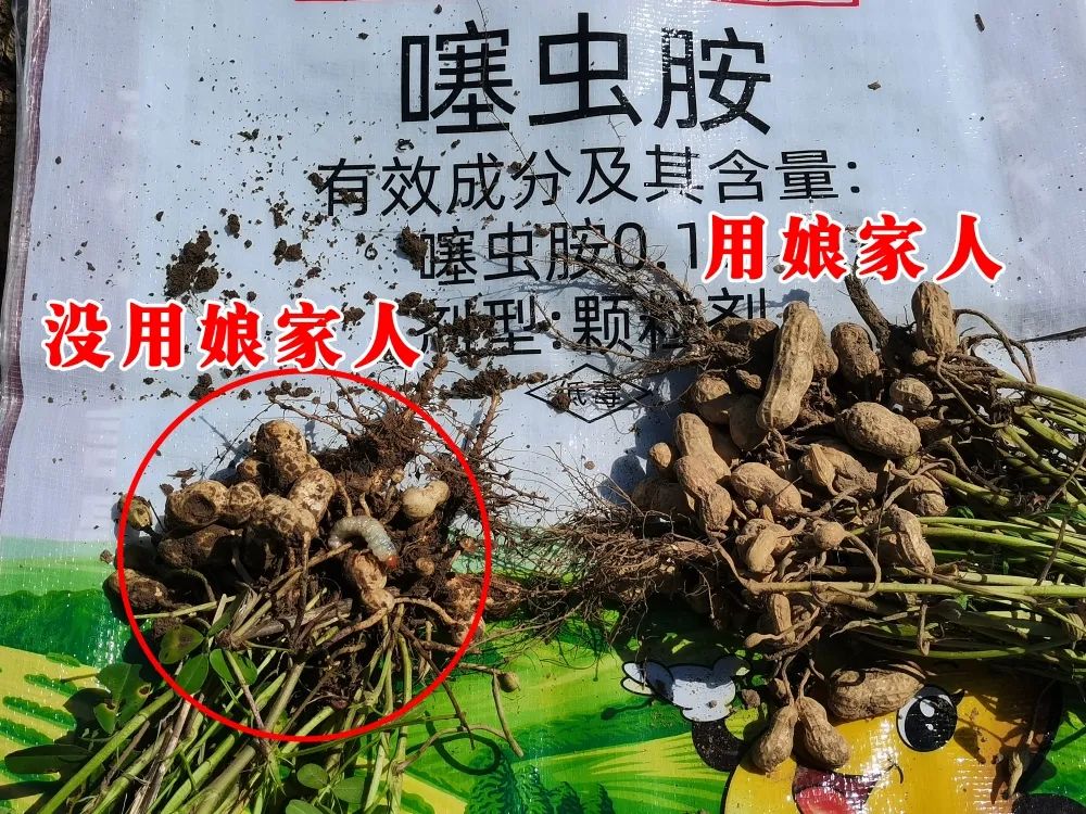 金秋花生回訪，農戶的信任，來自于娘家人的肥效